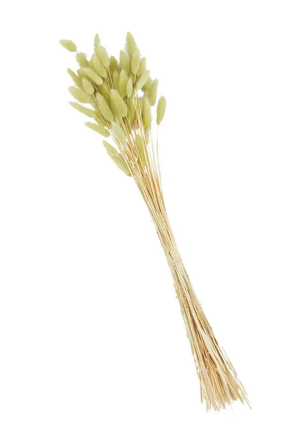 Mudpie Dried Preserved Bunny Tail Grass - Necessities Boutique