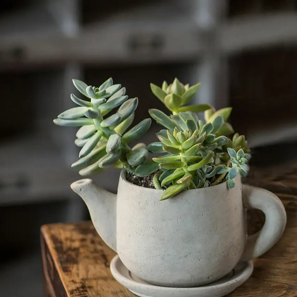 Vangabond Vintage Concrete "Teapot" Planter