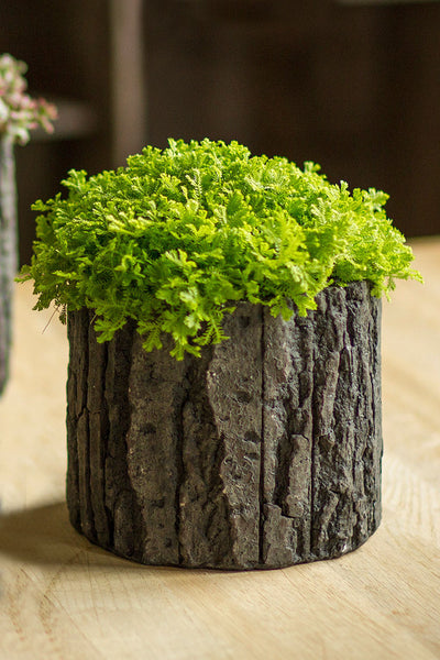 Vagabond Vintage Round Shaped Concrete Pot with Bark Like Detailing