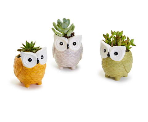 Two's Company Dolomite Owl Cachepot - Necessities Boutique