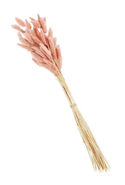 Mudpie Dried Preserved Bunny Tail Grass - Necessities Boutique